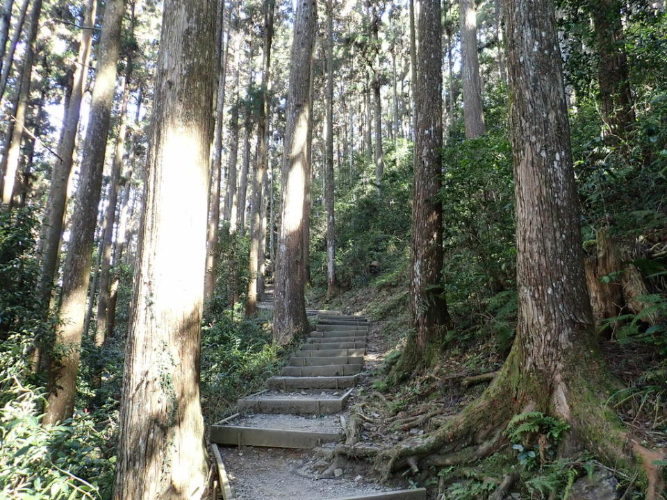 藤枝國家森林遊樂區