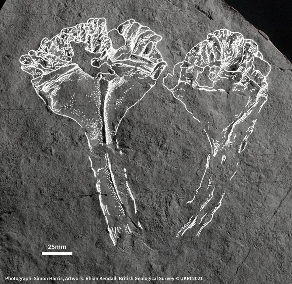 A cast of the fossil (PA)