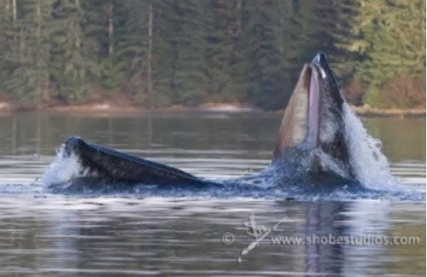 Photographer Tim Shobe told USA TODAY he created the viral image by merging two of his pictures, one of a whale and the other of a kayaker.