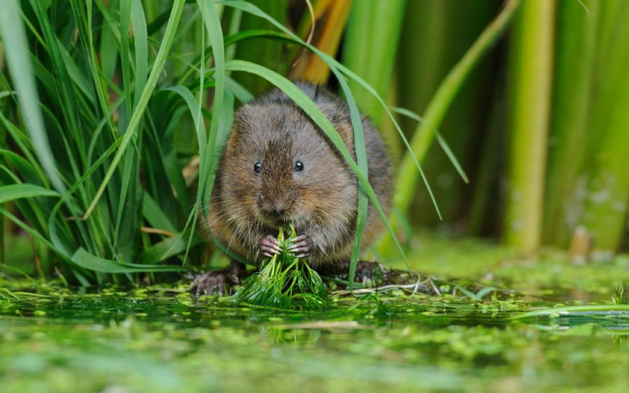 The introduction of American mink was catastrophic for Britain's native water voles - Terry Whittaker 2020VISION