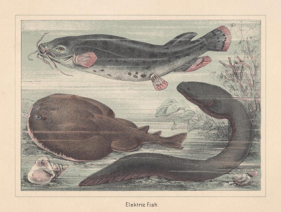 An 1885 lithograph illustrates several species of electric fish. <a href="https://www.gettyimages.com/detail/illustration/electric-fish-species-catfish-ray-eel-hand-royalty-free-illustration/876169752" rel="nofollow noopener" target="_blank" data-ylk="slk:ZU_09/DigitalVision Vectors via Getty Images;elm:context_link;itc:0;sec:content-canvas" class="link ">ZU_09/DigitalVision Vectors via Getty Images</a>