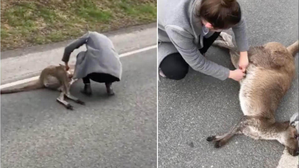 The incredible moment a woman saved a tiny joey from its dead mother’s pouch has been caught on camera. Photo: Facebook/ Lauren Wagner