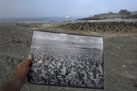 <p>Back in time: A historic photograph of an African penguin colony, taken in the late 1890s, is a stark contrast to the declining numbers seen in 2017 in the same location, on Halifax Island, Namibia. The colony once numbered more than 100,000 penguins, March 11, 2017.<br>The African penguin, once southern Africaâs most abundant seabird, is now listed as endangered. Overall, the African penguin population is just 2.5 percent of its level 80 years ago; research conducted on Halifax Island by the University of Cape Town indicates the population has more than halved in the past 30 years. Historically, the demand for guano (bird excrement used for fertilizer) was a cause of the decline: the birds burrow into deposits of guano to nest. Human consumption of eggs and overfishing of surrounding waters are also seen as causes. In the seas around Halifax Island sardine and anchovy — the chief prey of the African penguin — are now almost absent. (Photo: Thomas P. Peschak) </p>