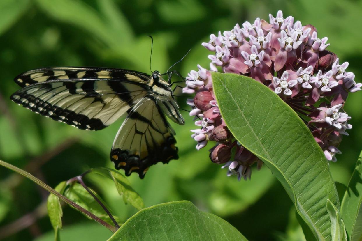 Planning for Native Plants & Pollinators is the topic for discussion on Wednesday, April 10, from 6:30 to 8 p.m. at the Hospice of the Panhandle Education Center (and via Zoom), 330 Hospice Lane, Kearneysville, W.Va.