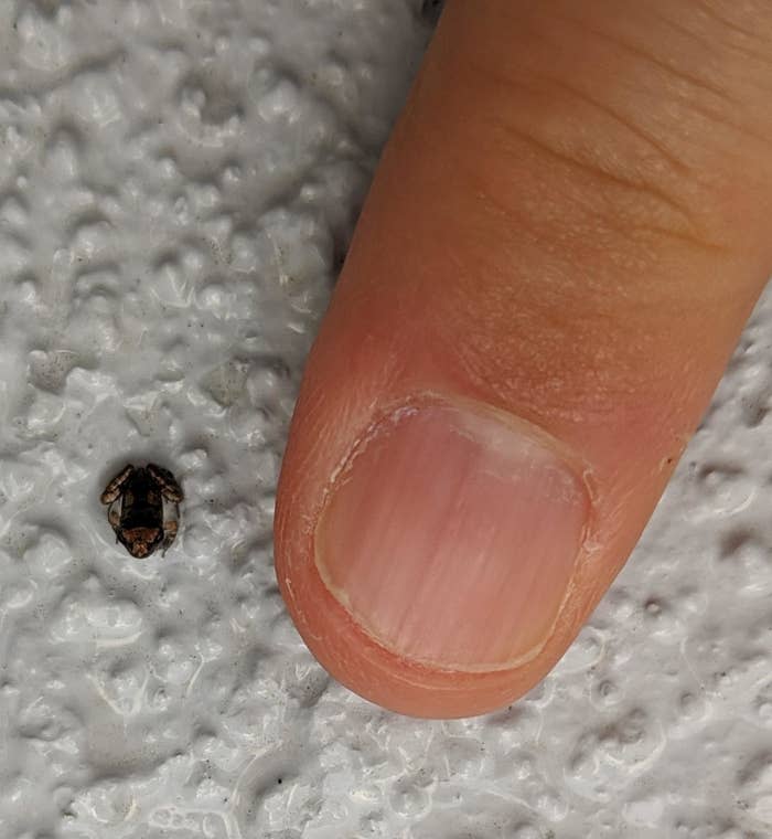 A tiny frog next to someone's finger