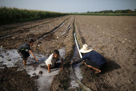 Luis Miguel Joya irrigates a Pipian field in a drought-affected farm near the town of San Marcos Lempa, El Salvador, July 25, 2018. REUTERS/Jose Cabezas