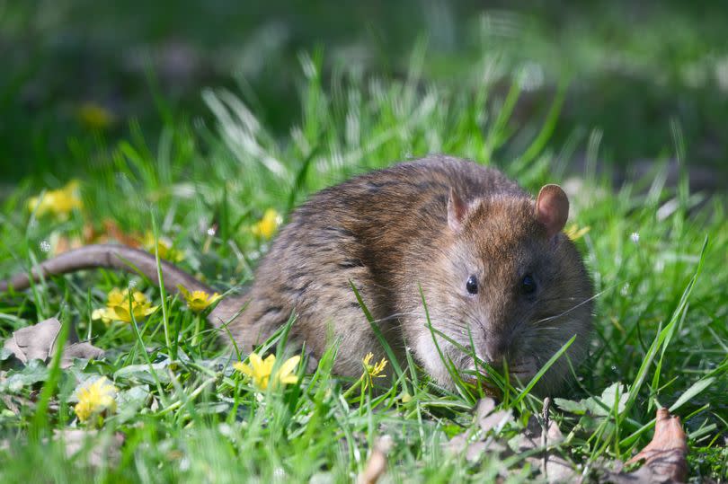 Brown rat in the grass