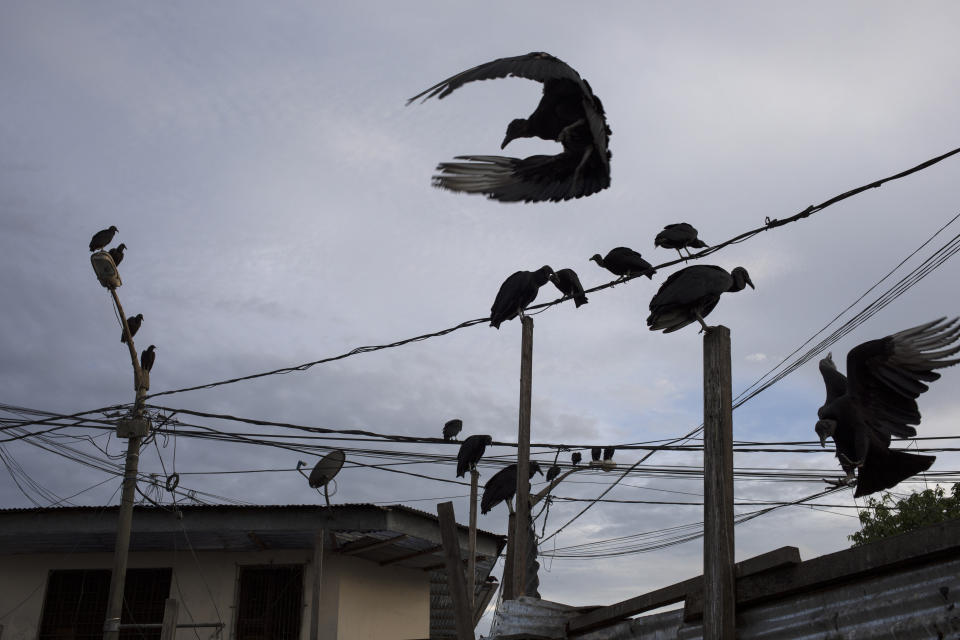 Vultures gather above a street market in Iquitos, Peru, Wednesday, March 24, 2021. In Peru, and in Latin America, the first known case of authorities concealing the fate of dozens of COVID-19 victims is coming to light, and nobody is able to explain why the victims were buried in a nearby field and not the local cemetery. (AP Photo/Rodrigo Abd)