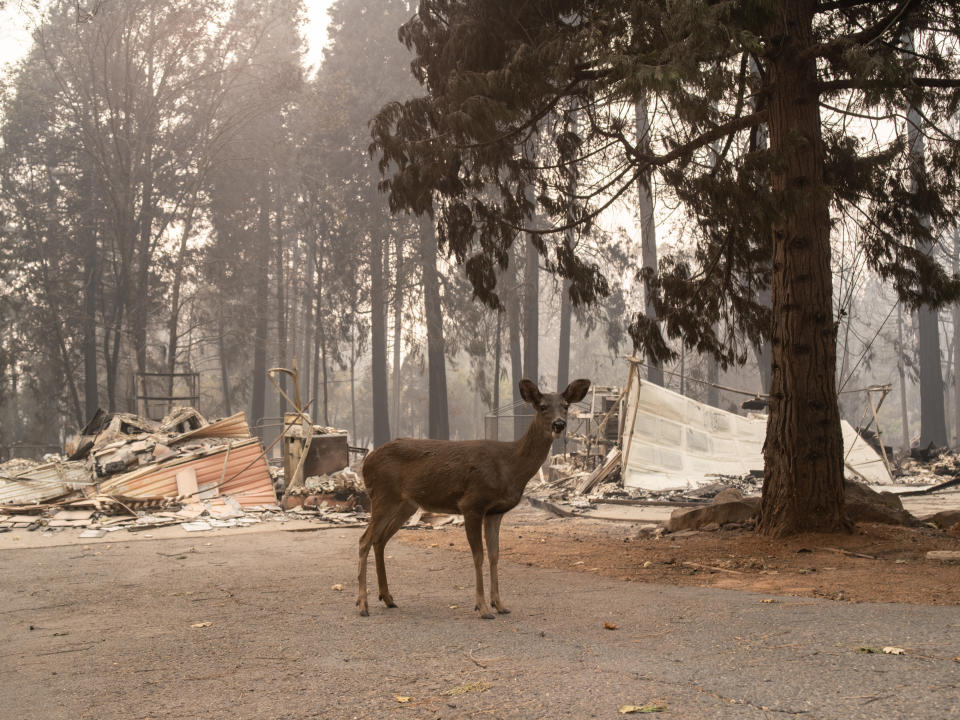 The entire city of Paradise is still blocked off to residents. Meanwhile, much of Butte County's wildlife is trying to survive as well. (Photo: Cayce Clifford for HuffPost)