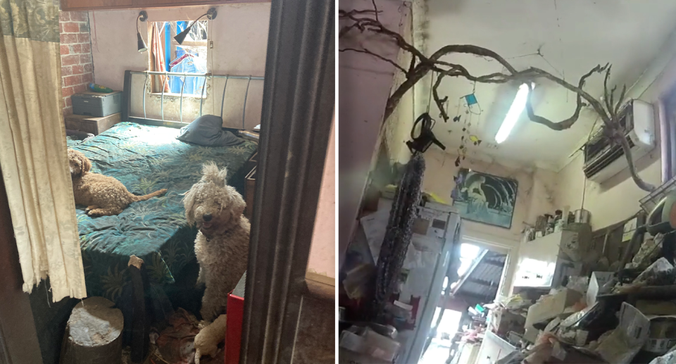 Left - two dogs sitting on or around the bed. Right - plant matter growing across the ceiling. A cramped room full of rubbish.