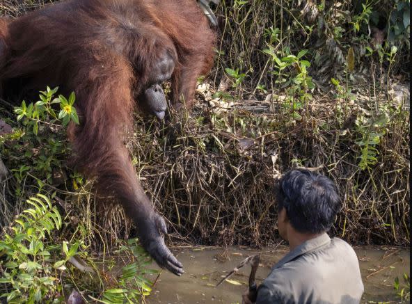 The huge ape gently stoops to offer help.