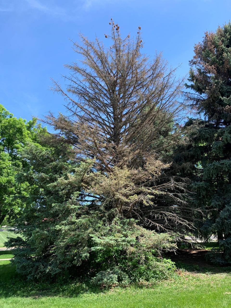 This spruce tree in Fort Collins shows the first sign of being infected with the spruce ips beetle, dieback from the top of the tree.