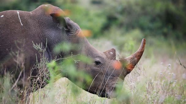 FILE PHOTO: A southern white rhino is seen inside Nairobi National Park in Kenya, June 15, 2020. (Baz Ratner/Reuters)