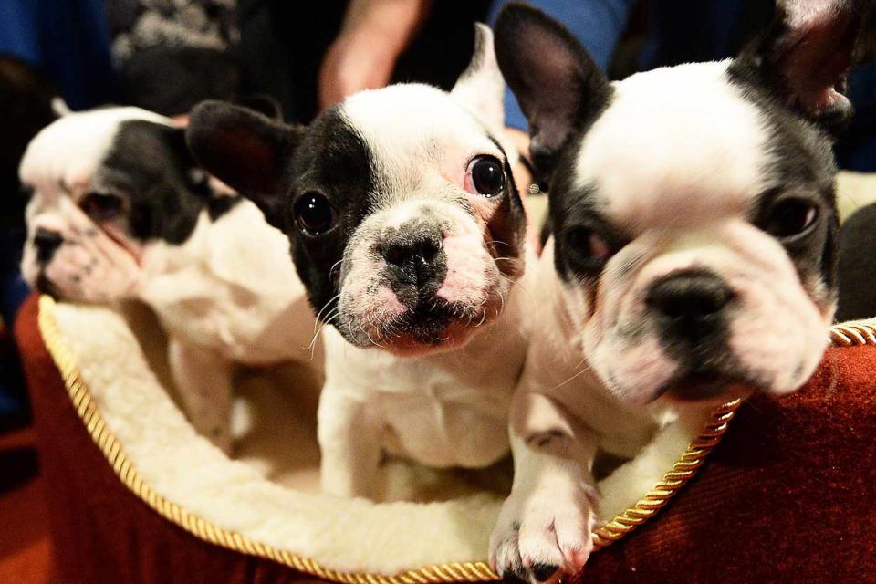 <p>Emmanuel Dunand/AFP/Getty</p> A stock image of some French bulldog puppies