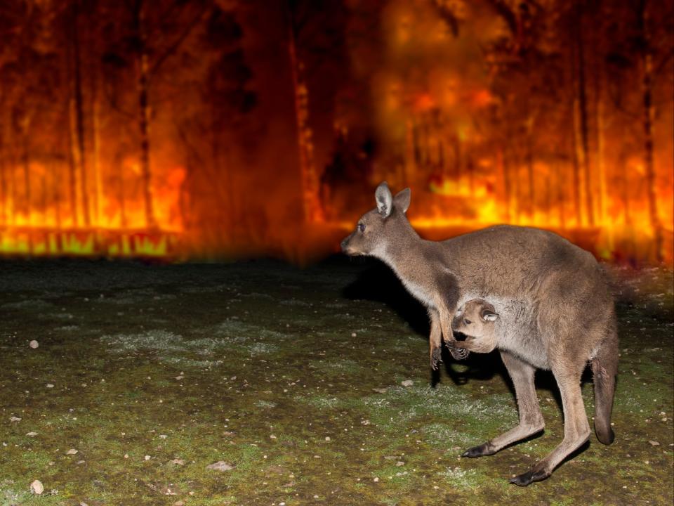 A kangaroo escapes a bushfire in Australia in 2020 (Getty Images/iStockphoto)