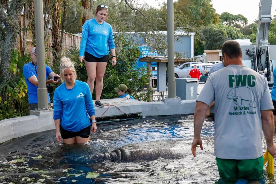 Juliet, una manatí del Miami Seaquarium, nada alrededor de una piscina, después de que el personal le ayudara a entrar, en ZooTampa, el martes 5 de diciembre de 2023, en Tampa.