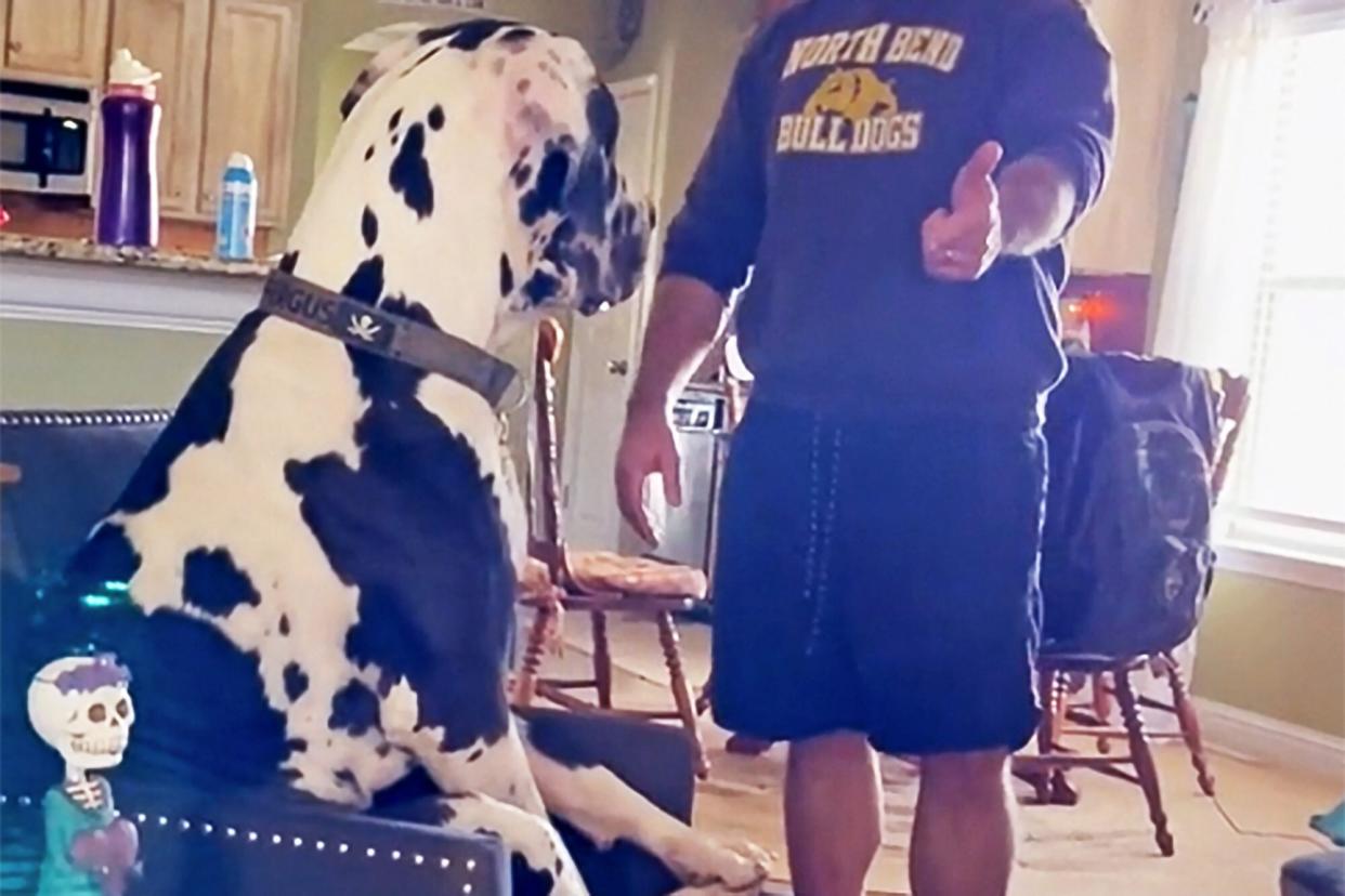 Harlequin Great Dane steals chair Tiktok