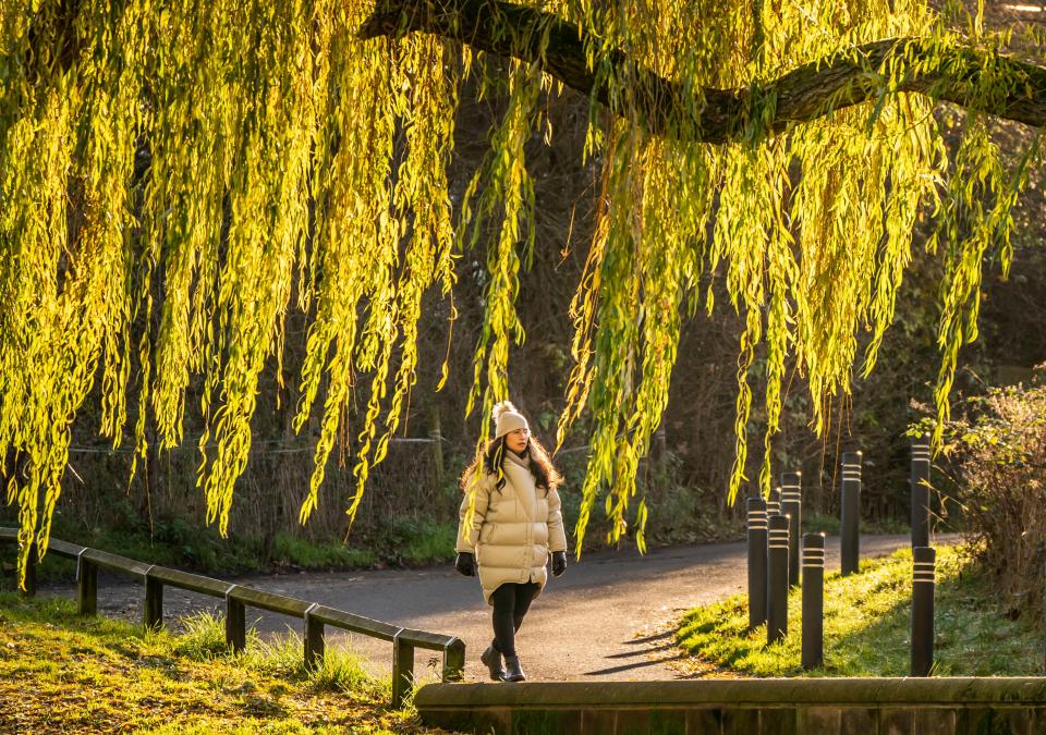 A woman is bathed in sunlight as she walks in Woodlesford (PA)