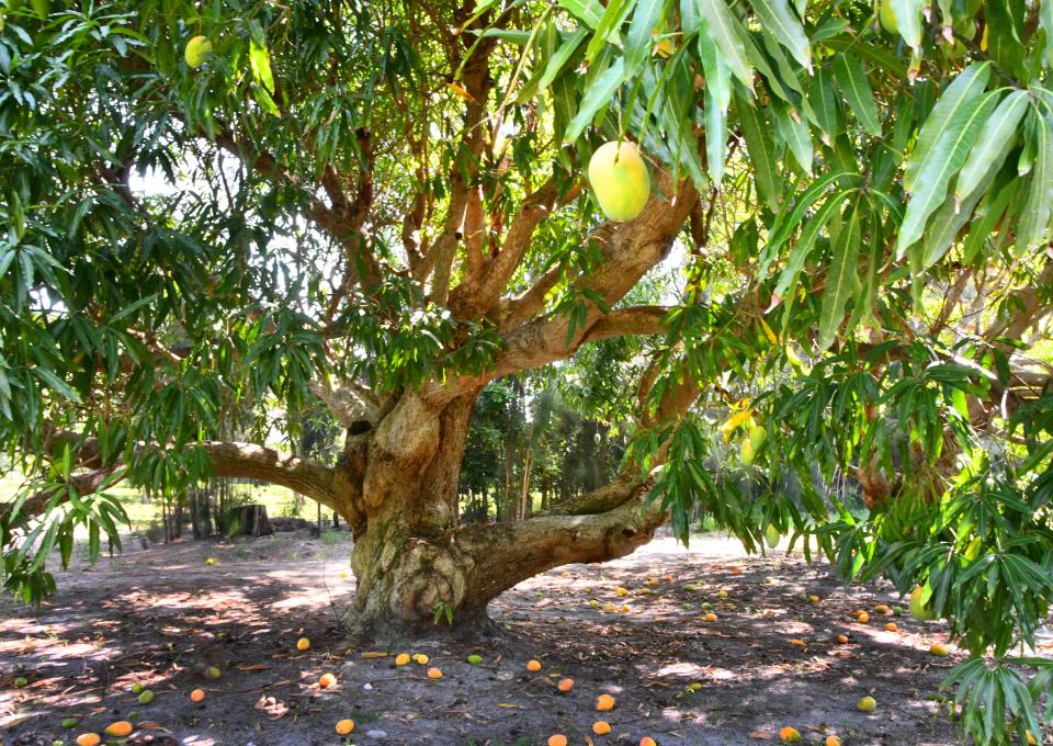 A very mature sunset mango tree planted more than 80 years ago by Rutledge Ensey still produces fruit at Ensey Tropical Fruit Co. on South Tropical Trail on Merritt Island.