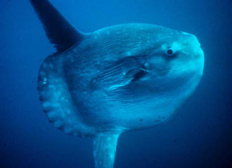  民眾所看見的巨大生物其實是隻翻車魚。（圖／翻攝自維基百科）