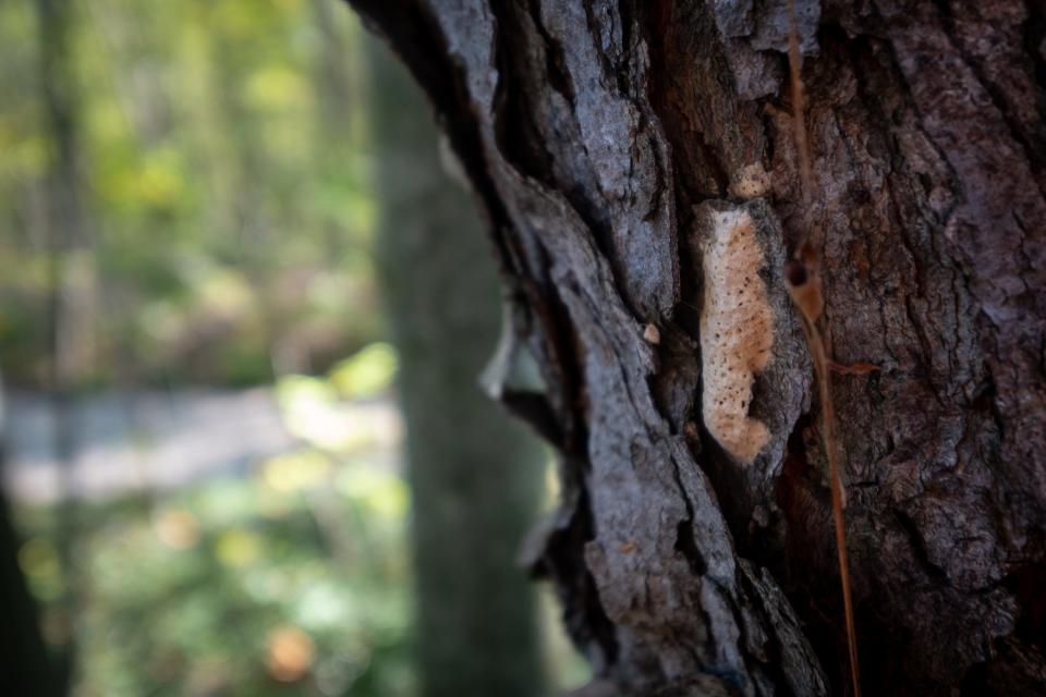 A gypsy moth egg mass is attached to a tree at Pine River Nature Center.