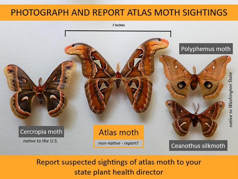 One of the World’s Largest Moth