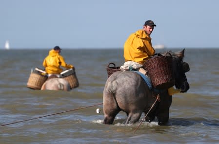 Belgian shrimp fishermen ride their horses in the sea in the coastal town of Oostduinkerke