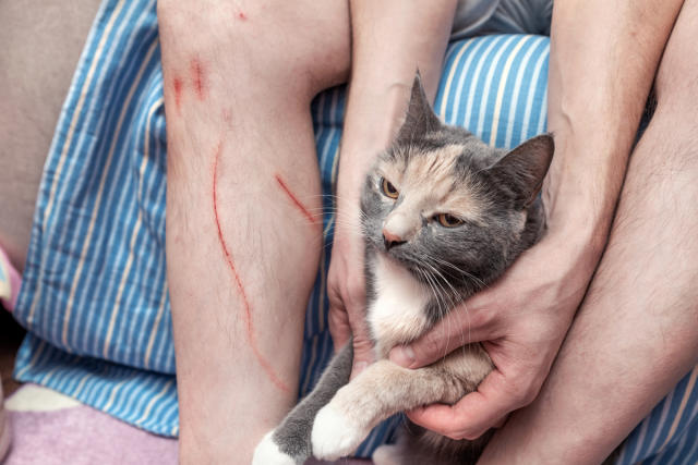 can cat scratch fever be transmitted to dogs