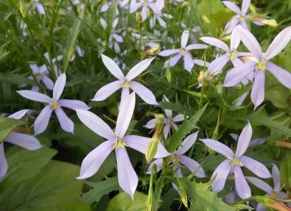 Plants To Use As Lawn And Garden Borders: Blue Star Creeper