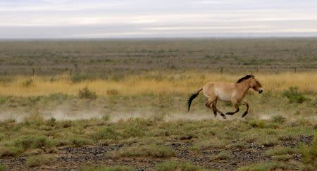 An endangered Przewalski's horse trots across the Takhin Tal National Park, part of the Great Gobi B Strictly Protected Area, in south-west Mongolia, June 22, 2017. REUTERS/David W Cerny