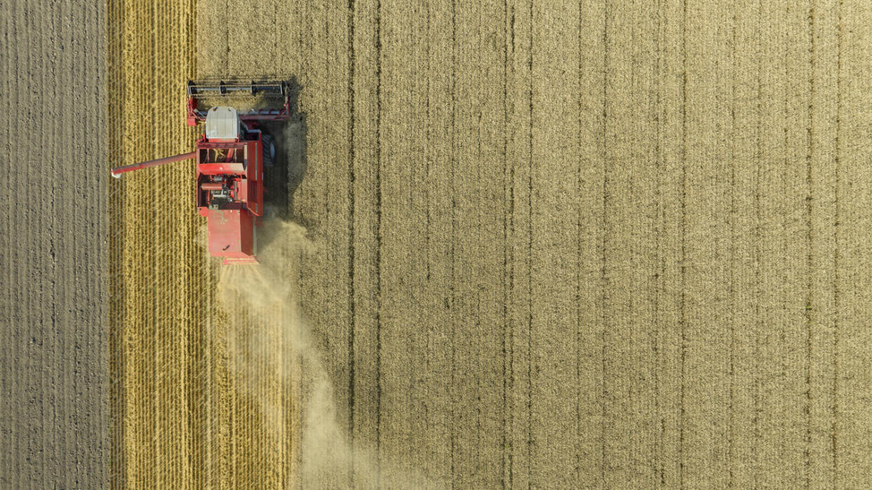 An aerial view of a combine harvesting wheat last August in the Netherlands. 