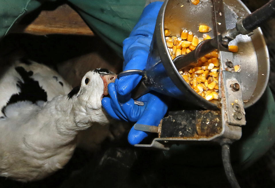 FILE - In this Dec. 8, 2016, file photo, foie gras producer Robin Arribit force-feeds a duck with corn in La Bastide Clairence, southwestern France. Foie gras is back on the menu in California after a judge ruled the rich dish can't be prevented from being brought in from out of state. California's ban on the delicacy, the fattened liver of a duck or goose, was challenged by out-of-state producers. An appeals court upheld the ban, but on Tuesday, July 14, 2020, a judge ruled for the plaintiffs, including farmers in Canada and New York. (AP Photo/Bob Edme, File)