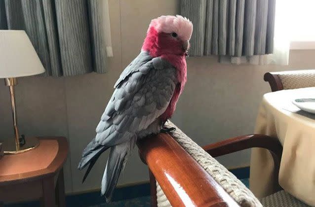 An escaped pet galah that cockily stowed away on a luxury cruise has been reunited with her owners after two weeks on the high seas. Source: New Zealand Ministry for Primary Industries