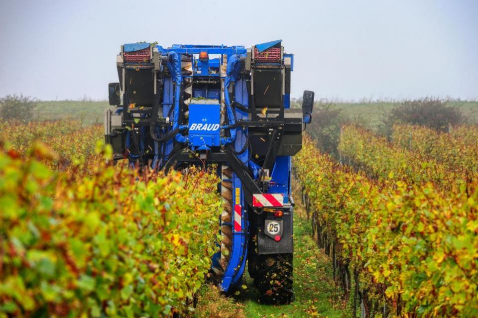 Eastern Daily Press: The grape harvest under way at Burn Valley Vineyard