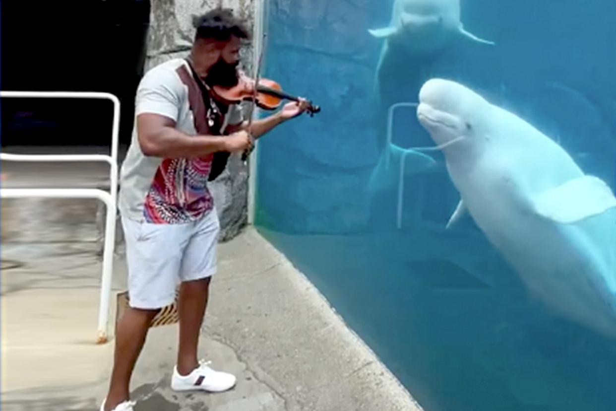 man plays violin in front of two white whales