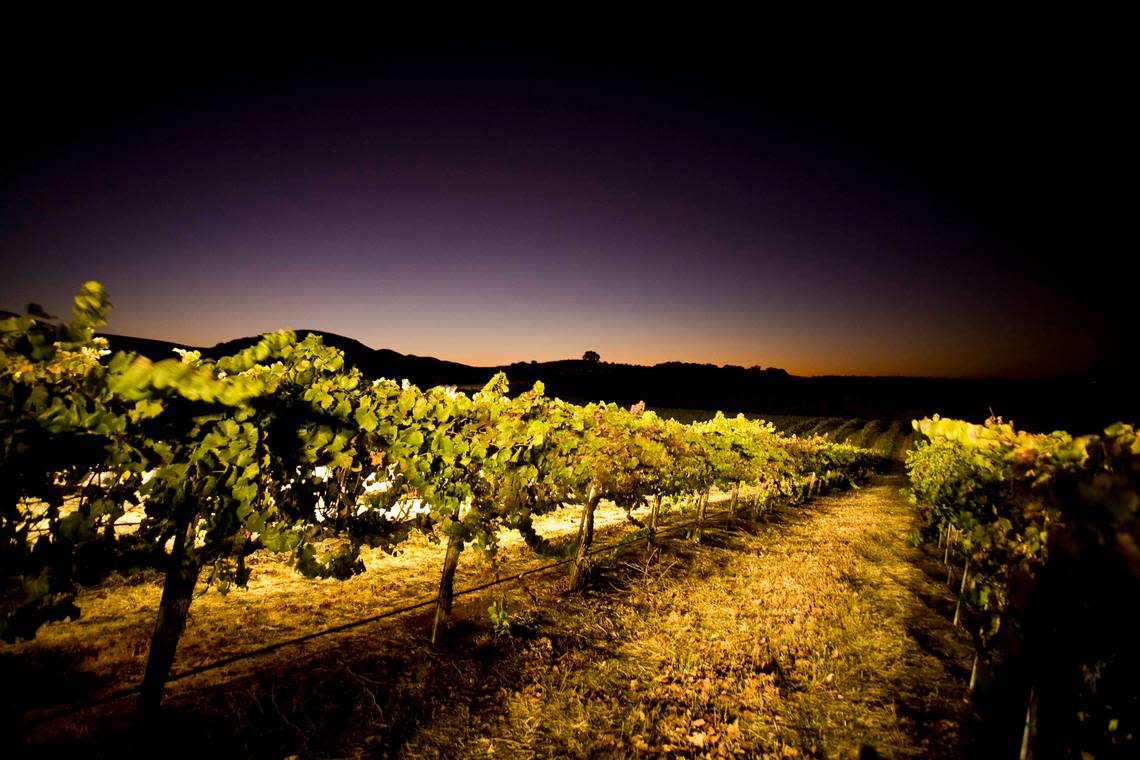 Wine grapes are illuminated during harvest at Laetitia Vineyard & Winery in Arroyo Grande in 2018.