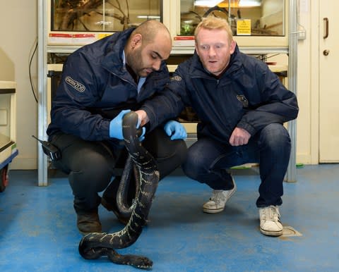 Rob familiarises himself with a black python - Credit: Matthew Pover