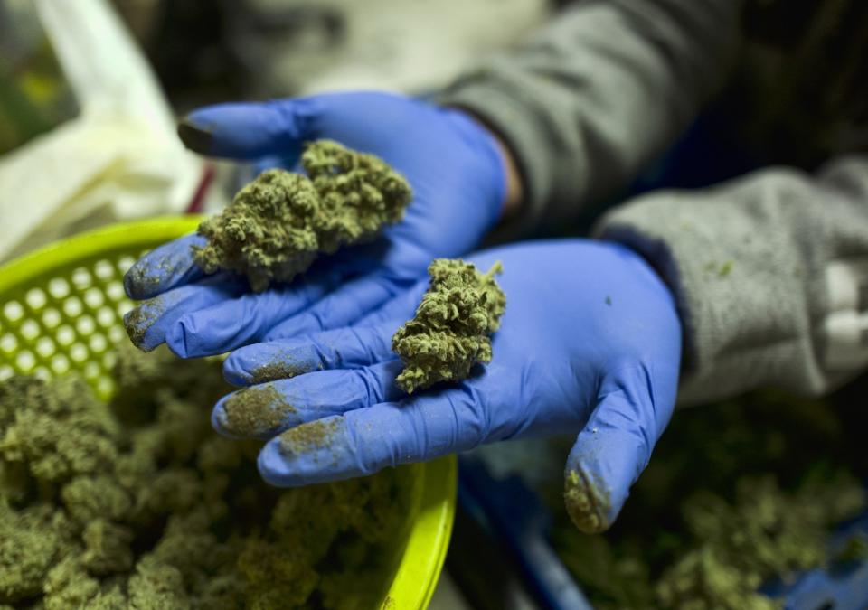 A cannabis worker displays fresh cannabis flower buds that have been trimmed for market in Gardena, Calif.