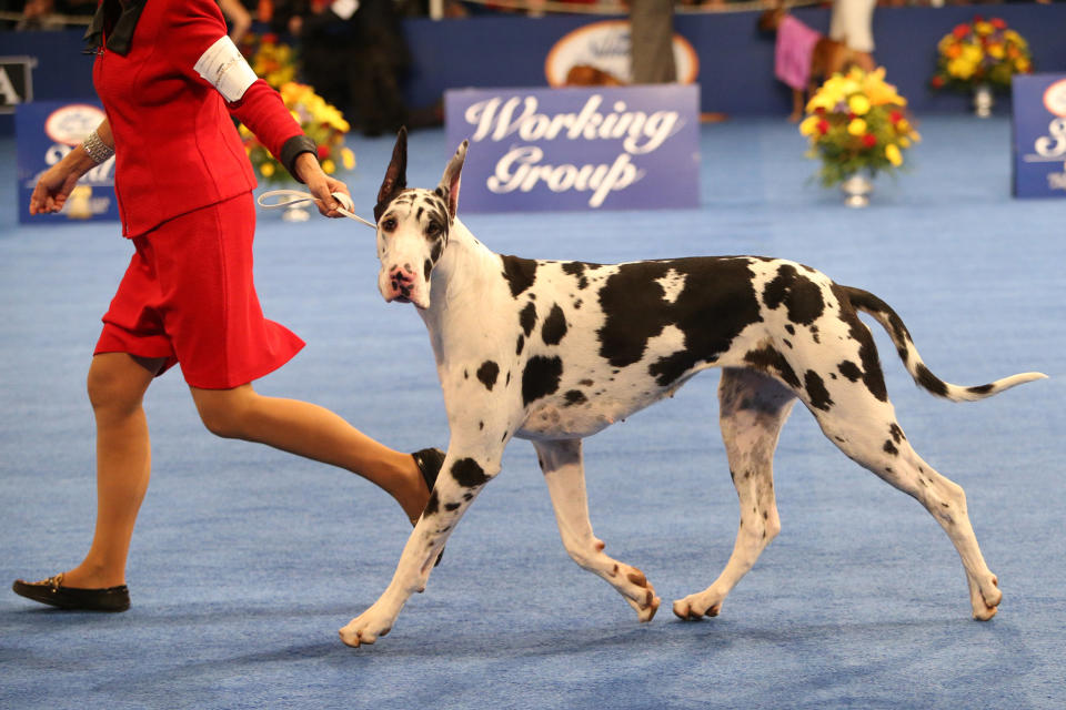 All About the National Dog Show and What to Expect from the 2022 Show