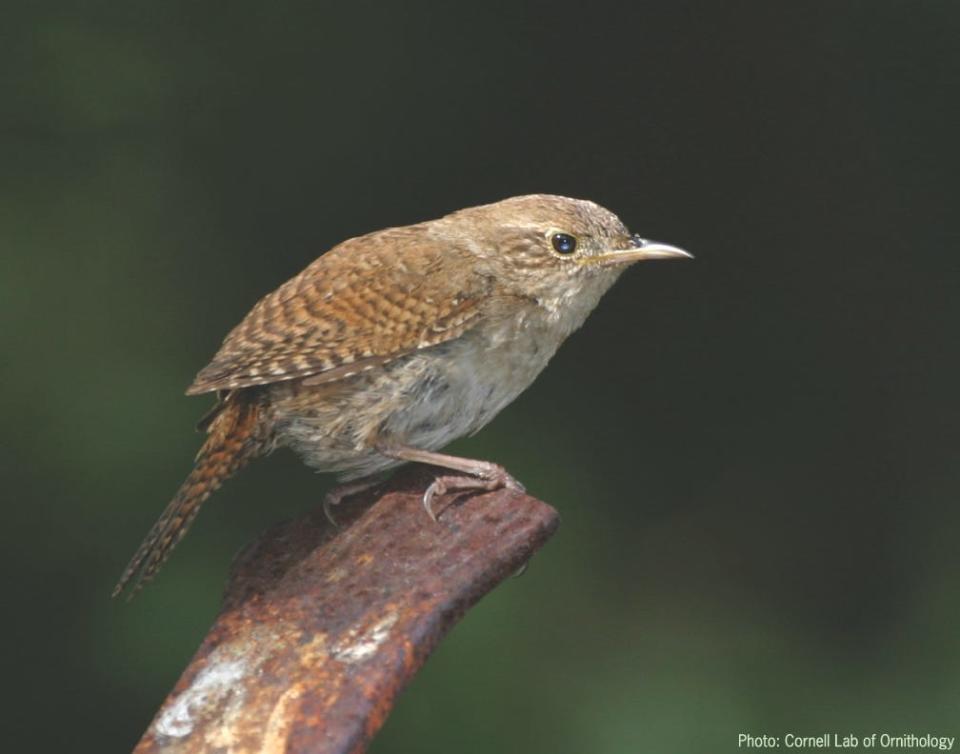 House wrens are tiny, vocal songsters that are extremely territorial and aggressive. They can be a nemesis to other nesting birds, particularly bluebirds and chickadees.