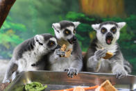 <p>Drei Lemuren am Rande des chinesischen Herbstfestivals in Nanning lassen sich leckeren Mondkuchen schmecken. Darin enthalten: Fisch und Früchte. Guten Appetit. </p>