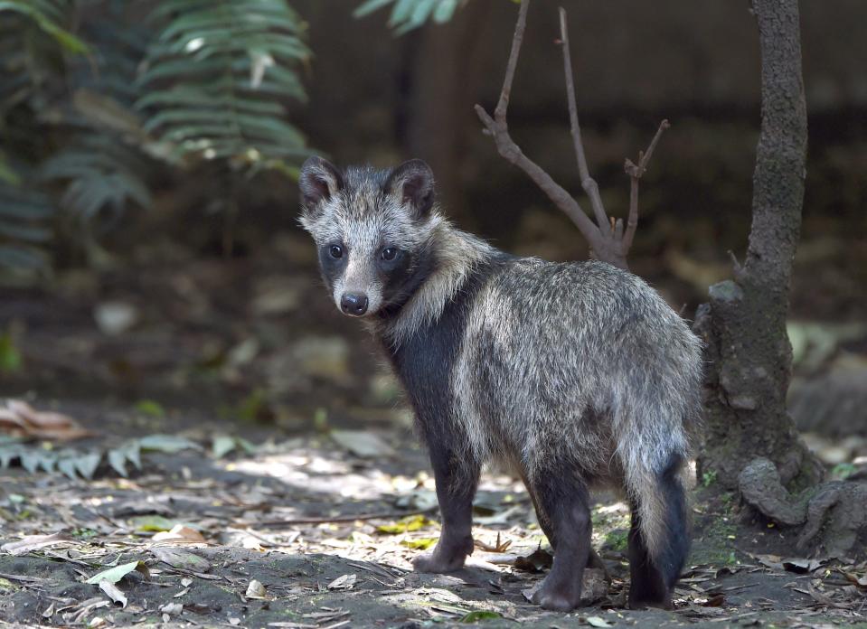 Raccoon dogs are a species of concern for scientists studying zoonotic diseases.