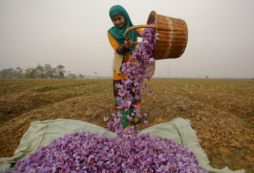 FILE- In this Nov. 1, 2015 file photo, a Kashmiri woman collects saffron flowers after plucking them at a farm in Pampore, south of Srinagar, Indian controlled Kashmir. Huge quantities of these flowers are used to produce saffron, an aromatic herb that is one of the most expensive spices in the world. Kashmir's rich soil produces some of India’s most famous exports, including handwoven Pashmina shawls, basmati rice and saffron. (AP Photo/Mukhtar Khan, File)