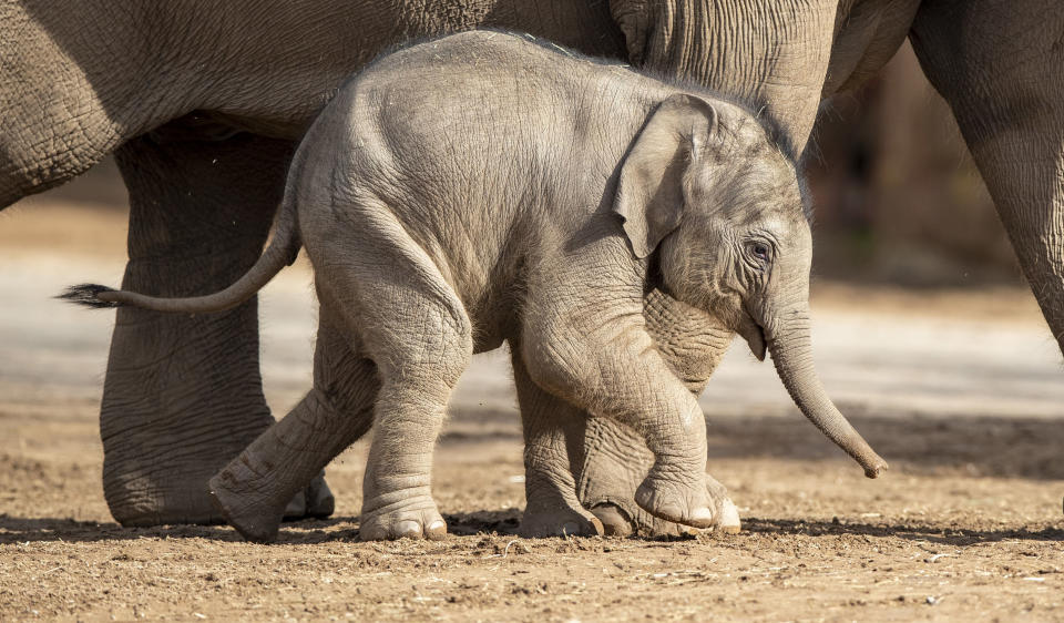 Riva Hi Way, a baby Asian elephant calf born last month at Chester Zoo, makes her public debut alongside her mother 15-year-old Sundara Hi Way. PA Photo. Picture date: Friday March 20, 2020. The calf was born after a 22 month pregnancy. Asian elephants are listed as endangered by the International Union for the Conservation of Nature (IUCN) and the species is highly threatened in the wild by habitat loss, poaching, human-wildlife conflict and a deadly herpes virus called Elephant Endotheliotropic Herpesvirus. Photo credit should read: Peter Byrne/PA Wire (Photo by Peter Byrne/PA Images via Getty Images)