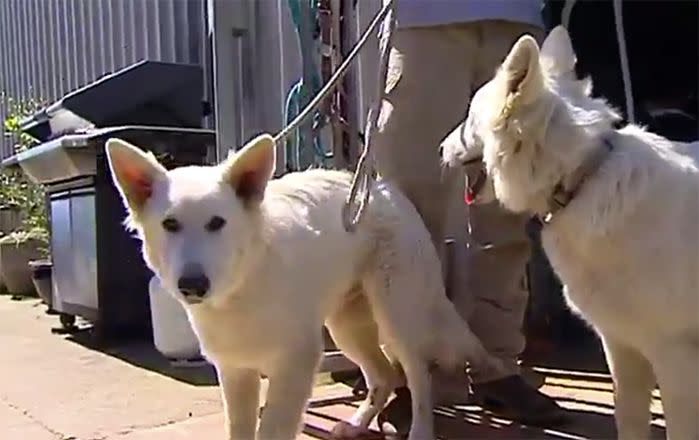 Blizzard and Bear together. Image: 7News