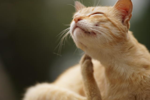Juckreiz ist das h&#xe4;ufigste Symptom f&#xfc;r eine Allergie bei der Katze (Symbolbild: Getty Images)
