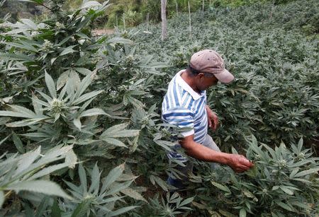 Jose Toconas, 45, shows marijuana plants at his home in the mountains of Tacueyo, Cauca, Colombia, February 10, 2016. Picture taken February 10, 2016. REUTERS /Jaime Saldarriaga