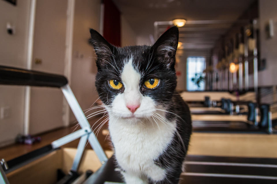 Exercise enthusiast at Sal Anthony Movement Salon in Union Square, Manhattan.