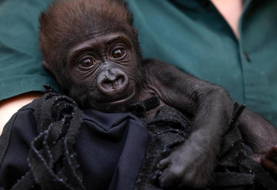 Gorilla keeper Angie Holmes holds baby gorilla Jameela while caring for her on Wednesday at the Fort Worth Zoo. Jameela, the first gorilla born by Cesarean section at the Fort Worth Zoo, will be transferred to the Cleveland Metroparks Zoo in the hopes of finding her a surrogate mother.