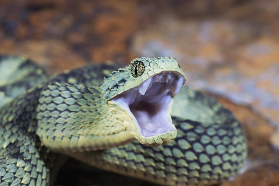 Image: Bush Viper (Mark Kostich / iStockphoto - Getty Images)